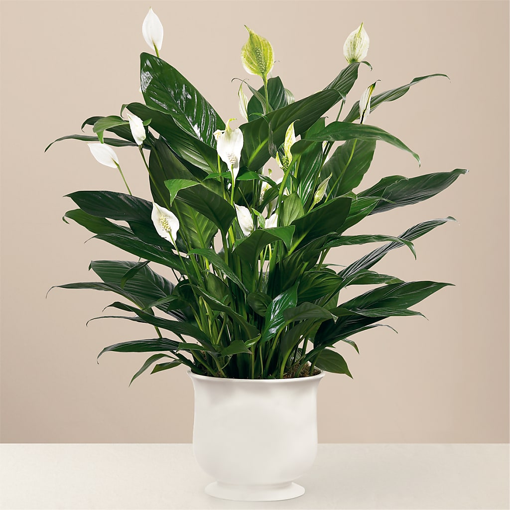 Comfort Planter – Flowers By Elena, Methuen MA