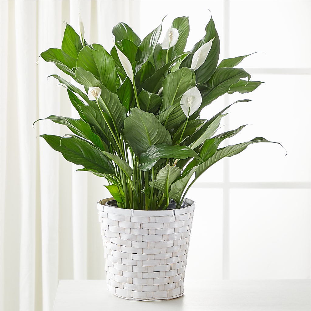 A New Leaf Peace Lily – Flowers By Elena, Methuen MA