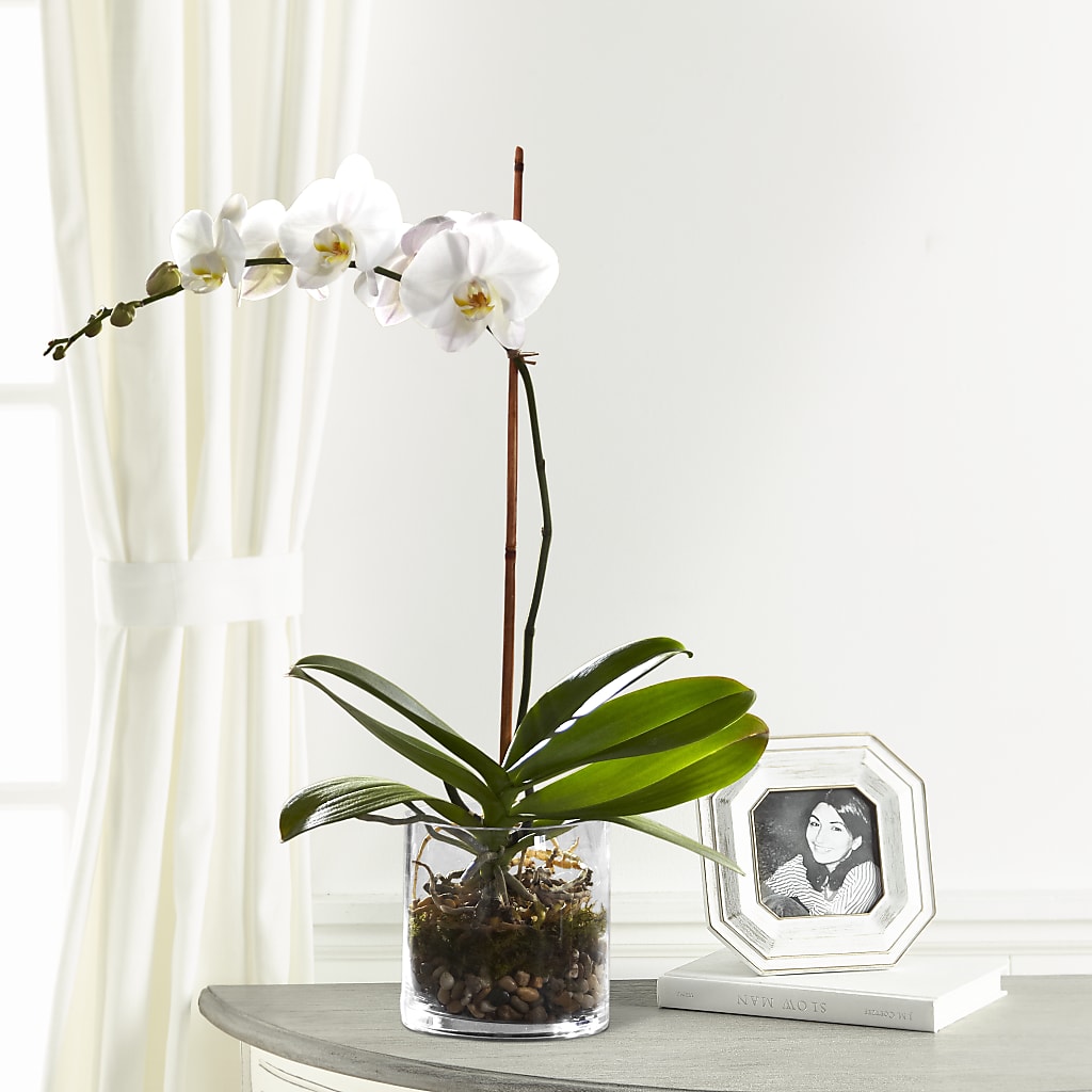 White Orchid Planter – Flowers By Elena, Methuen MA