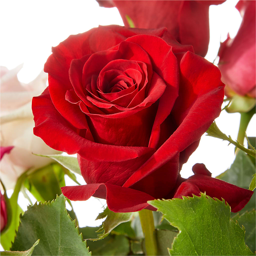Love Notes Rose Bouquet – Flowers By Elena, Methuen MA