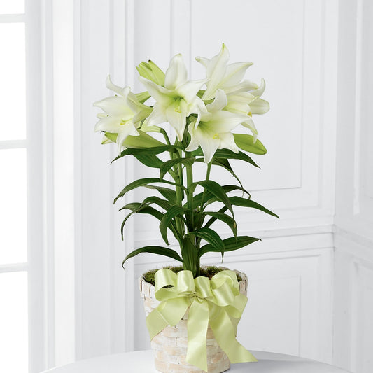 Easter Lily Plant –  Flowers By Elena, Methuen MA