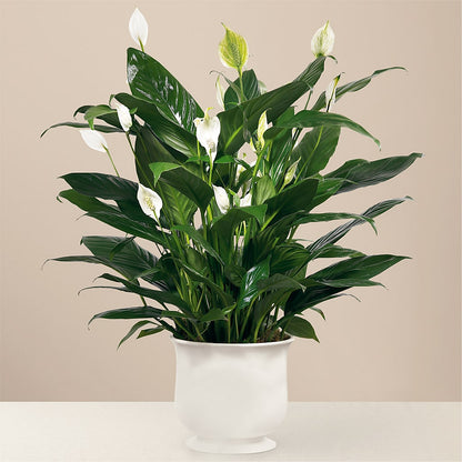Comfort Planter –  Flowers By Elena, Methuen MA
