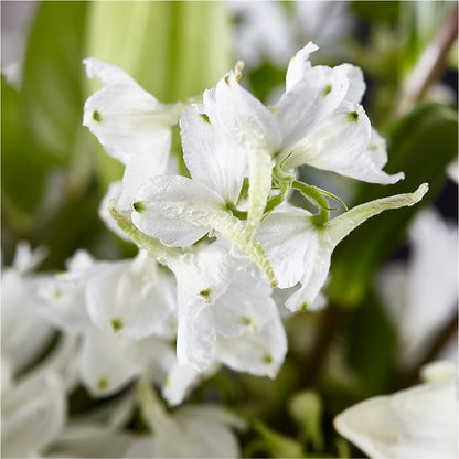 Classic Ivory – A Florist Original –  Flowers By Elena, Methuen MA